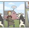 Cow